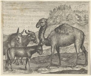 Fabel om æslet, bøflen, kamelen og muldyret