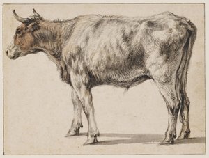En stående ung tyr af Aelbert Cuyp