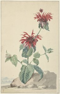 En rød bergamot i et landskab af Aert Schouman (circle of)