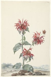 En rød bergamot i et landskab af Aert Schouman (signed by artist)