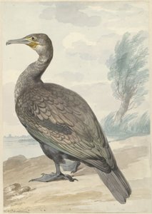 Skarv af Aert Schouman