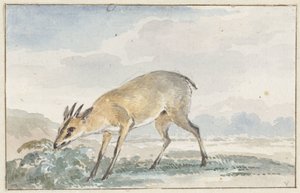 Perlehøns eller Sylvicapra Grimmia af Aert Schouman