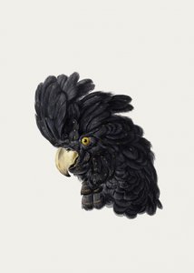 Hovedet på en kakadue