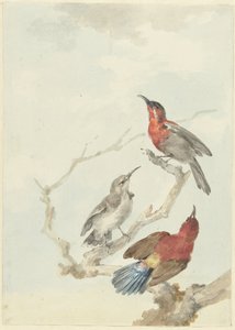 Tre Crimson Sunbirds af Aert Schouman