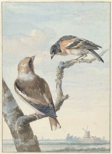 To fugle: en hvidfinke (Coccothraustes coccothraustes) og en hold (Fringilla montifringilla) af Aert Schouman