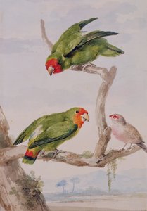 To dvergpapegøjer med rød ansigt og en voksnæb, 1756 (kridt, wc og blyant på papir) af Aert Schouman