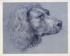 Hovedstudie af en spaniel af Agostino Carracci