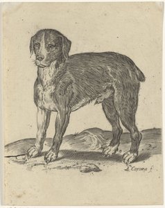 stående hund af Agostino Carracci