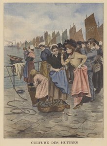 Høst østers i Cancale, Bretagne