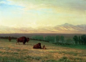 Buffalo on the Plains, ca. 1890 af Albert Bierstadt