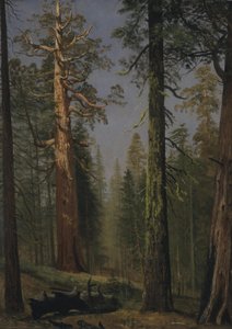 Den grizzlyagtige kæmpemekko, Mariposa Grove, Californien af Albert Bierstadt