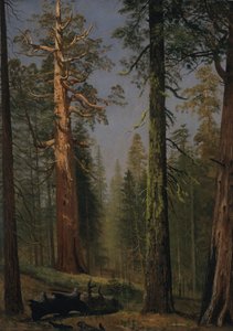 Den grizzlyagtige kæmpemekko, Mariposa Grove, Californien af Albert Bierstadt
