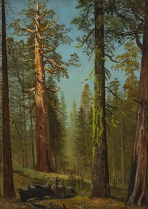 Grizzly Giant-sequoiaen, Mariposa Grove, Californien af Albert Bierstadt