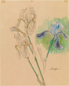 Iris af Albert Edelfelt