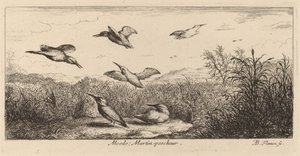 Alcedo, Isfuglen