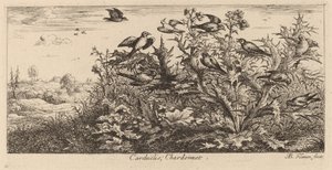 Carduelis, Guldfinken af Albert Flamen