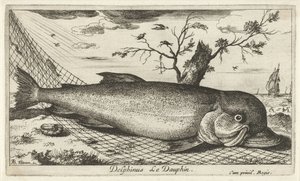 Delfin i et fiskenet Delphinus Le Dauphin. (titel på objekt) Fisk og andre havdyr - saltvands tredje serie (serietitel) Poissons de mer (serietitel) af Albert Flamen