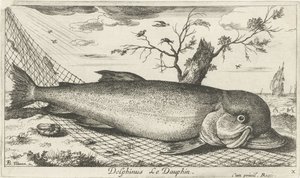 Delfin i et fiskenet Delphinus Le Dauphin. (titel på objekt) Fisk og andre havdyr - saltvands tredje serie (serietitel) Poissons de mer (serietitel) af Albert Flamen