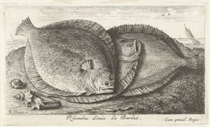 Tre unger på stranden Rhombus Laeuis La Barbuë (titel på objektet) Fisk og andre havdyr - saltvands tredje serie (serietitel) Poissons de mer (serietitel) af Albert Flamen