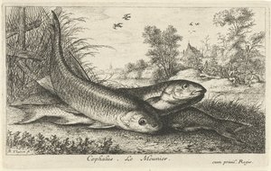 Tre chubs på en flodbred cephalus. Le Meunier. (titel på objekt) Fisk og andre havdyr - ferskvands første serie (serietitel) Diverse Especes de Poissons d