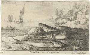 Tre makreller på stranden Scomber. Le Maquereau. (titel på objekt) Fisk og andre havdyr - saltvands første serie (serietitel) Diverse Especes de Poissons de mer (serietitel) af Albert Flamen