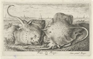 Tre stråler på stranden raja. La Raye. (titel på objekt) Fisk og andre havdyr - saltvands anden serie (serietitel) Poissons de mer (serietitel) af Albert Flamen