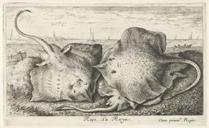 Tre stråler på stranden raja. La Raye. (titel på objekt) Fisk og andre havdyr - saltvands anden serie (serietitel) Poissons de mer (serietitel) af Albert Flamen