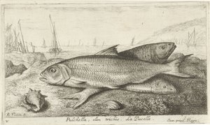 Tre fisk på stranden Pulchella, olim trichis. La Pucelle. (titel på objekt) Fisk og andre havdyr - saltvands første serie (serietitel) Diverse Especes de Poissons de mer (serietitel)