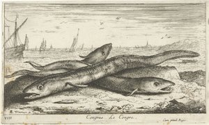 Tre havål på stranden Congress Le Congress. (titel på objekt) Fisk og andre havdyr - saltvands første serie (serietitel) Diverse Especes de Poissons de mer (serietitel) af Albert Flamen