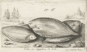 Tre såler på stranden Solea siue Lingulaca. La Solle. (titel på objekt) Fisk og andre havdyr - saltvands tredje serie (serietitel) Poissons de mer (serietitel) af Albert Flamen