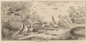 Garrulus, Jay af Albert Flamen