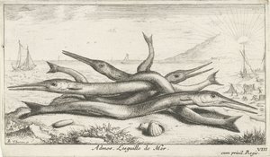Fastgjort på stranden Admos. Lesguille de Mer. (titel på objekt) Fisk og andre havdyr - saltvands tredje serie (serietitel) Poissons de mer (serietitel) af Albert Flamen