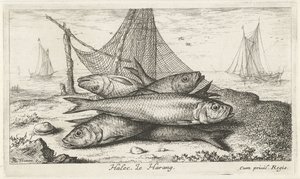 Sild i et fiskenet Halec, Le Harang. (titel på objekt) Fisk og andre havdyr - saltvands anden serie (serietitel) Poissons de mer (serietitel)