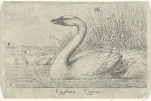 Landskab med svane Cygnus. Cygne. (titel på objekt) Tretten fuglearter (serietitel) Diuersae Auium Specie (serietitel) af Albert Flamen