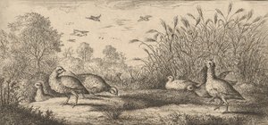 Perdix rubra, Perdix rouge Den rødbenede agerhøne: Livre d