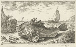 Poon på stranden Cuculus. Le Coccu de mer (titel på objekt) Fisk og andre havdyr - saltvands første serie (serietitel) Diverse Especes de Poissons de mer (serietitel) af Albert Flamen
