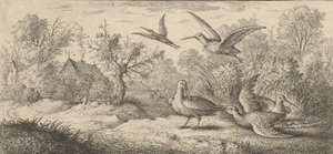 Rusticula, Beccasse Skovsneppen: Livre d
