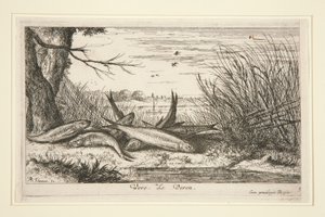 The Loach, fra anden del af Fresh Water Fish-serien. af Albert Flamen