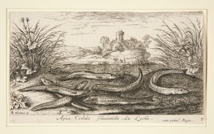 The Minnow, fra anden del af Fresh Water Fish-serien af Albert Flamen