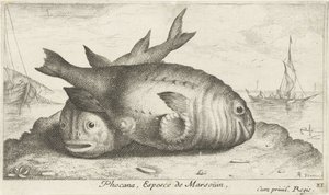 To marsvin på stranden Phoca Na, Espèce de Marsoüin, (titel på objekt) Fisk og andre havdyr - saltvands tredje serie (serietitel) Poissons de mer (serietitel) af Albert Flamen