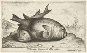 To marsvin på stranden Phoca Na, Espèce de Marsoüin, (titel på objekt) Fisk og andre havdyr - saltvands tredje serie (serietitel) Poissons de mer (serietitel)