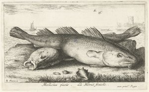 To torsk på stranden Molucius piscis. Le Morue Fraiche. (titel på objekt) Fisk og andre havdyr - saltvands anden serie (serietitel) Poissons de mer (serietitel) af Albert Flamen