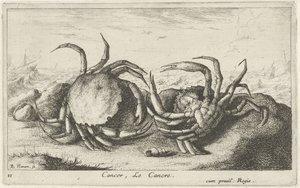 To krabber på stranden Cancer, Le Cancre (titel på objekt) Fisk og andre havdyr - saltvands første serie (serietitel) Diverse Especes de Poissons de mer (serietitel) af Albert Flamen
