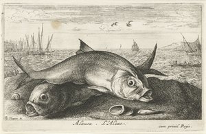 To må fiske på stranden alausa. L