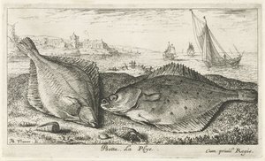 To fladfisk på stranden psetta. La Plye. (titel på objekt) Fisk og andre havdyr - saltvands anden serie (serietitel) Poissons de mer (serietitel) af Albert Flamen