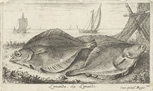 To dupper på stranden limanda. La Limande. (titel på objekt) Fisk og andre havdyr - saltvands tredje serie (serietitel) Poissons de mer (serietitel) af Albert Flamen