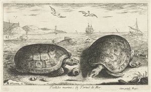 To skildpadder på stranden Testudo lystbådehavn; La Tortuë de Mer (titel på objekt) Fisk og andre havdyr - saltvands anden serie (serietitel) Poissons de mer (serietitel) af Albert Flamen