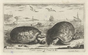 To skildpadder på stranden Testudo lystbådehavn; La Tortuë de Mer (titel på objekt) Fisk og andre havdyr - saltvands anden serie (serietitel) Poissons de mer (serietitel) af Albert Flamen