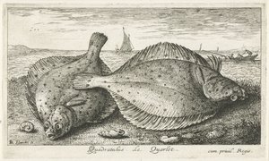 To rødspætter på stranden Quadratulus. LeQuarlet. (titel på objekt) Fisk og andre havdyr - saltvands tredje serie (serietitel) Poissons de mer (serietitel) af Albert Flamen