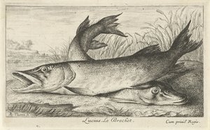 To gedder på en flodbred Lucius. Le Brochet. (titel på objekt) Fisk og andre havdyr - ferskvands første serie (serietitel) Diverse Especes de Poissons d